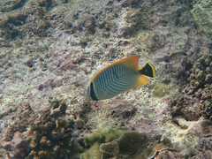 Chaetodon trifascialis