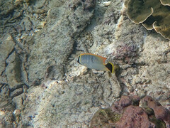 Chaetodon trifascialis