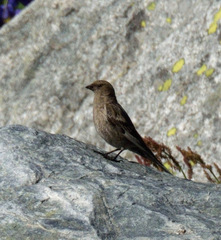 Leucosticte nemoricola