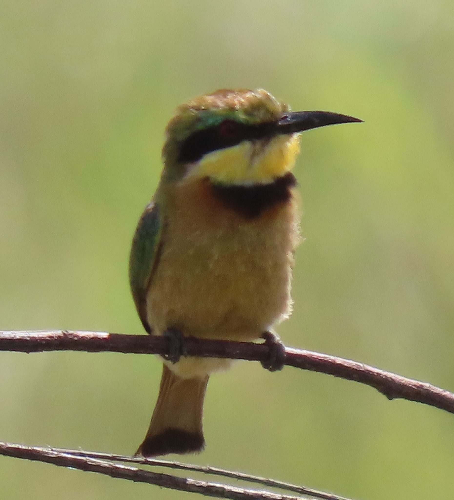 Merops pusillus meridionalis (Sharpe, 1892)