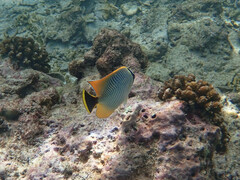 Chaetodon trifascialis