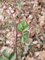 Rosa multiflora