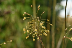 Allium flavum