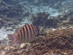 Abudefduf septemfasciatus