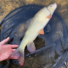 Moxostoma macrolepidotum