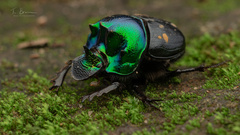 Onthophagini