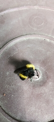 Bombus steindachneri