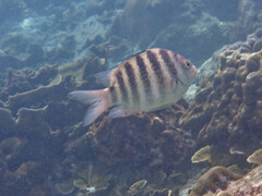 Abudefduf septemfasciatus