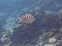 Abudefduf septemfasciatus