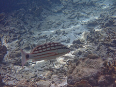 Lutjanus decussatus