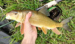 Moxostoma erythrurum