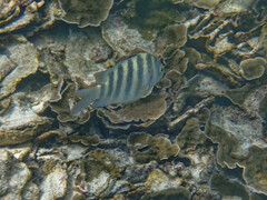 Abudefduf septemfasciatus