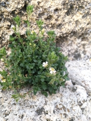 Chaenorhinum villosum