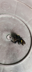 Bombus steindachneri