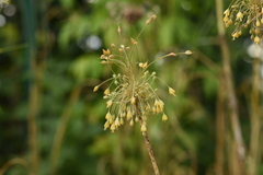Allium flavum