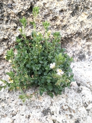 Chaenorhinum villosum