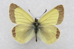 Colias marcopolo