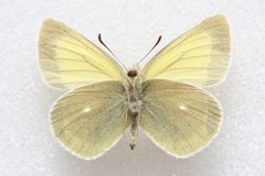 Colias marcopolo