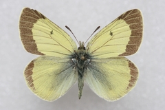 Colias marcopolo