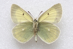 Colias marcopolo