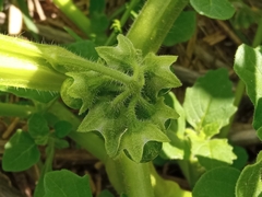 Solanum nitidibaccatum