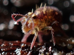 Ptenothrix