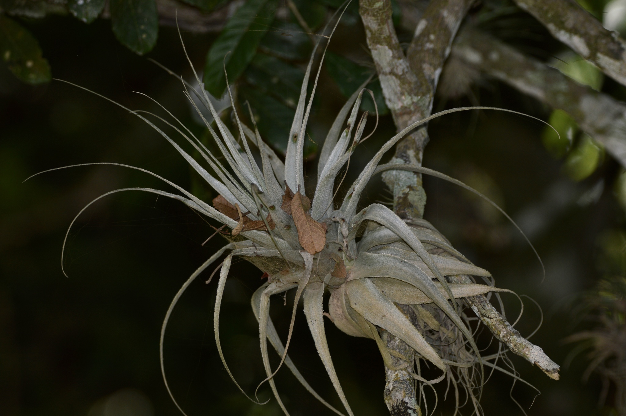 Tillandsia gardneri var. rupicola 'Compacta' チランジア