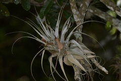 Tillandsia gardneri