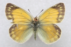 Colias marcopolo