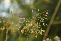 Allium flavum