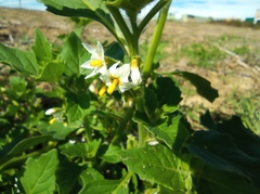 Solanum nitidibaccatum