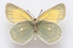 Colias marcopolo