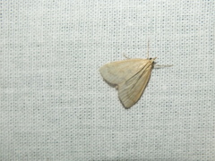 Udea lutealis
