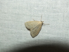 Udea lutealis