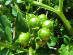 Solanum nitidibaccatum