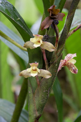 Maxillaria pardalina