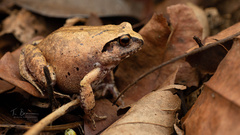 Arthroleptis stenodactylus