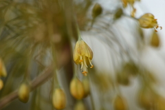 Allium flavum