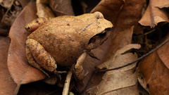 Arthroleptis stenodactylus