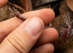 Arthroleptis stenodactylus
