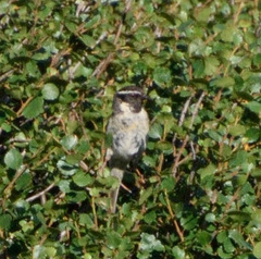 Prunella atrogularis