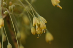 Allium flavum