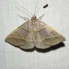 Ptichodis herbarum