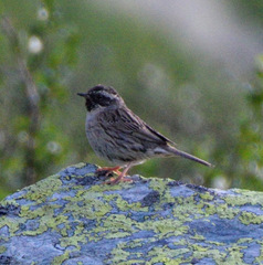 Prunella atrogularis