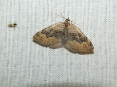 Xanthorhoe quadrifasiata