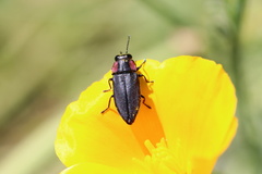 Romanophora verecunda