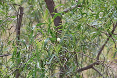 Acacia salicina