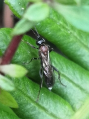 Ichneumon