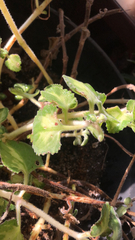 Coleus amboinicus