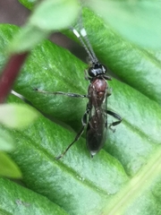 Ichneumon